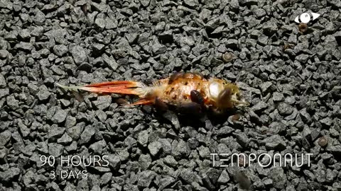 Goldfish Decomposition Timelapse