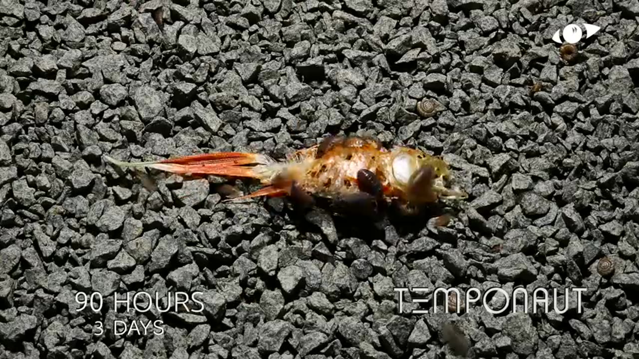 Goldfish Decomposition Timelapse