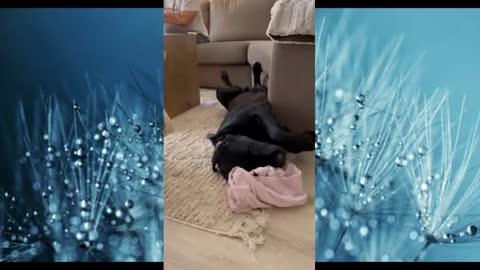 adorable baby making you laugh a lot