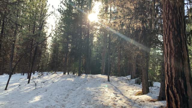 Mighty Fine Pines – Bandit Springs Sno-Park – Central Oregon – 4K