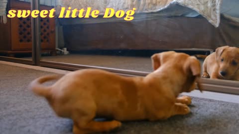 Sweet Little Dog //Funny video