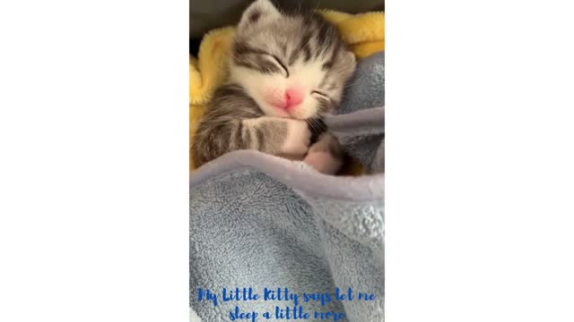 My Little Kitty says let me sleep a little more