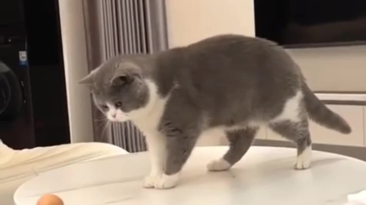 Cute cat videos 😻😻😻