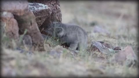 Pallas’s Cat: The Original Grumpy Cat