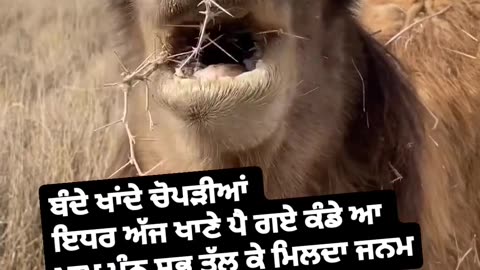 ਬੰਦੇ ਖਾਂਦੇ ਚੋਪੜੀਆਂ ਇਧਰ ਅੱਜ ਖਾਣੇ ਪੈ ਗਏ ਕੰਡੇ Joon Fakran di