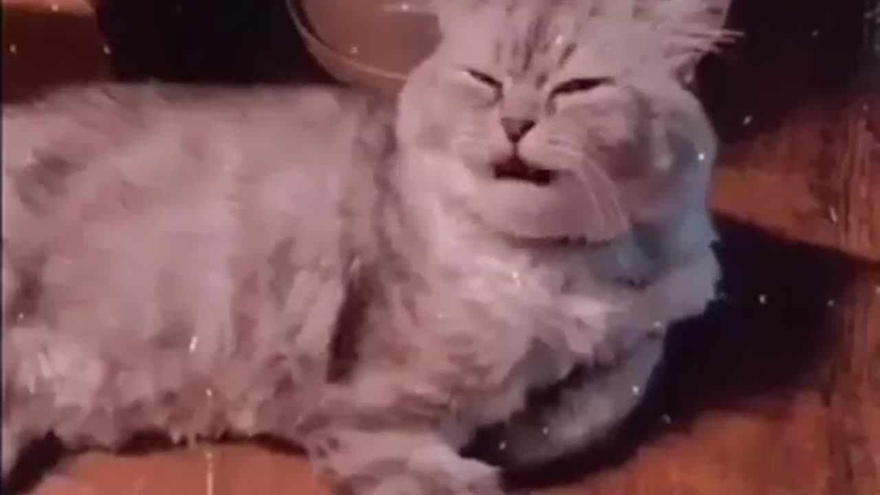 Cat Funny Video