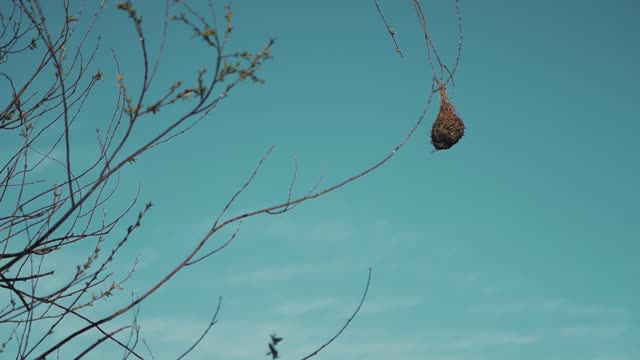 The strangest bird's nest on earth