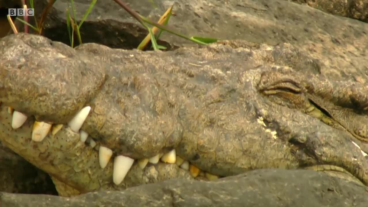 Shani the Zebra's incredible escape from ferocious crocodiles - BBC