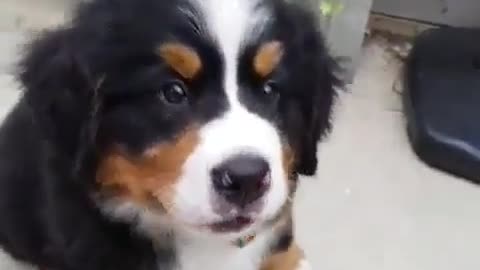 Honest puppy