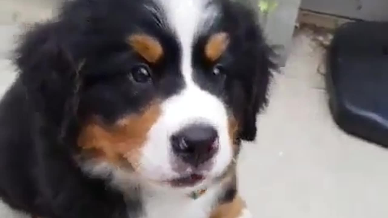 Honest puppy