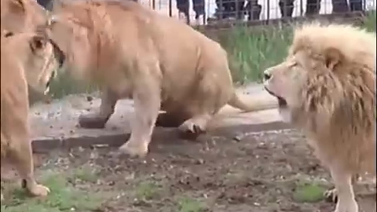 Lion vs Tiger Fight 2023🥶