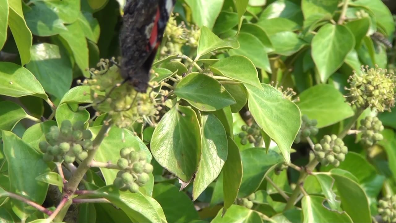 Red Admiral Butterfly . Chris Summerfield video and photography since 1992.