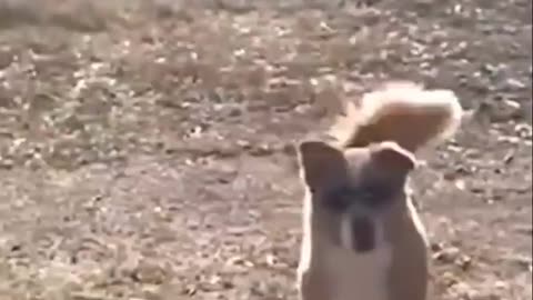 Funny pets video 002