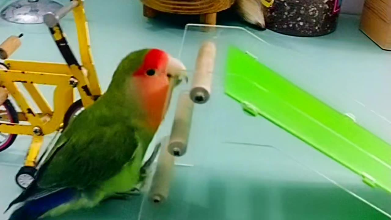 "Feathers and Cuteness Overload: Adorable Parrot Video That'll Melt Your Heart!"