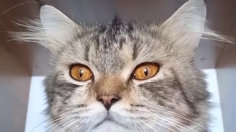 Tiktok Pets