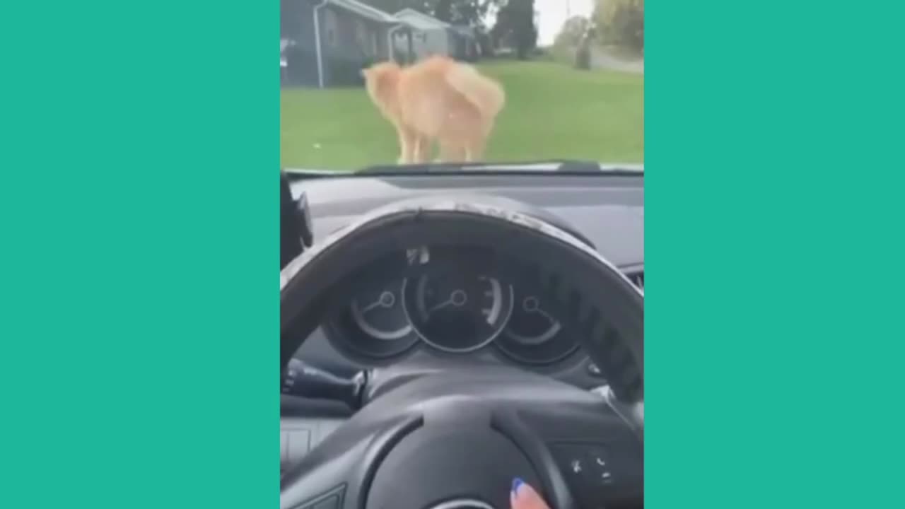 funny-animal-videos-part-54-funny-animal-videos