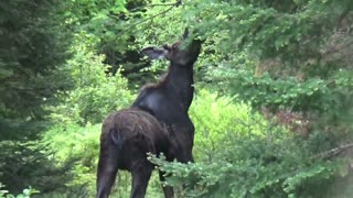 Bull Moose