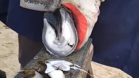 Horse Hoof Restoration