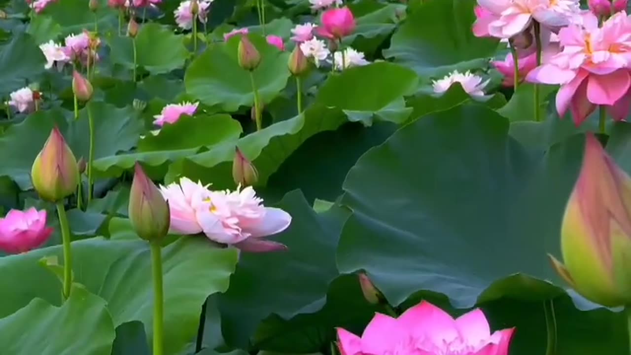 Beautiful Lotus #