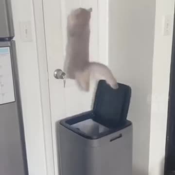 Fun and funny / FUN ONLY