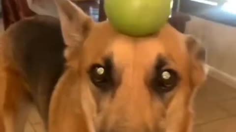 Try not to Laugh Animals being funny