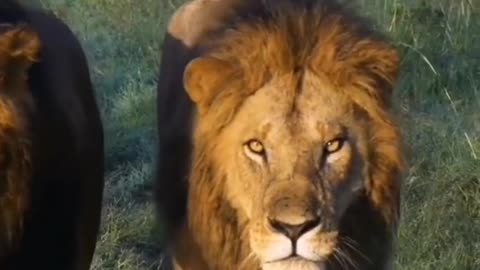 Lion The Lion King