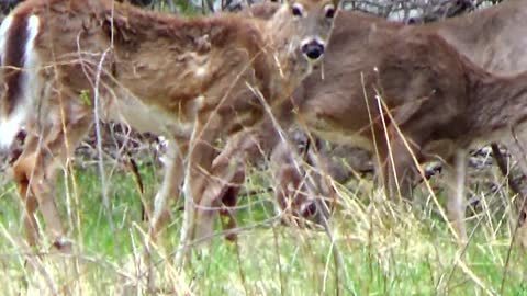 White-tailed deer