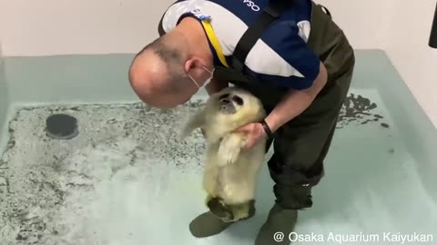 Cute baby animals Videos Compilation cute moment of the animals - Cutest Animals