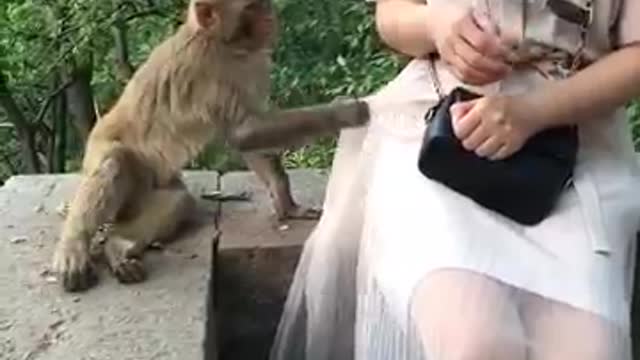 How monkey live, monkey's life.