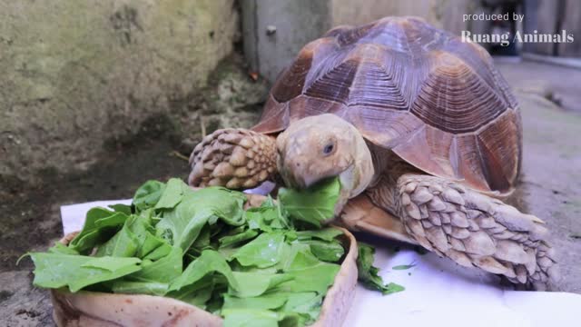 Melihat Lebih Dekat Kura Kura Memakan Makanannya