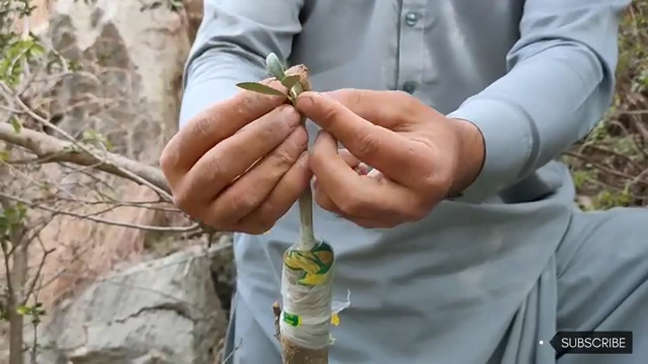 Olives tree grafting technique