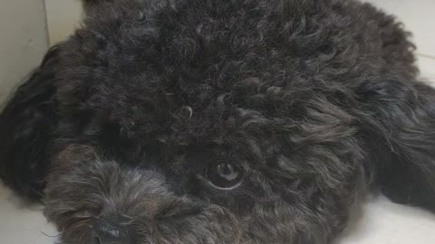 puppy