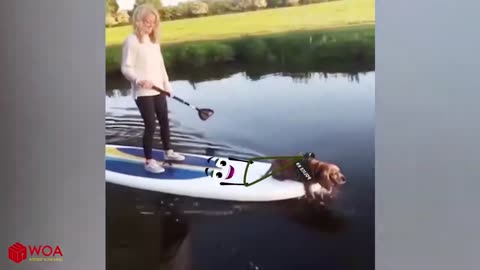 Funny animal videos 🤣🤣