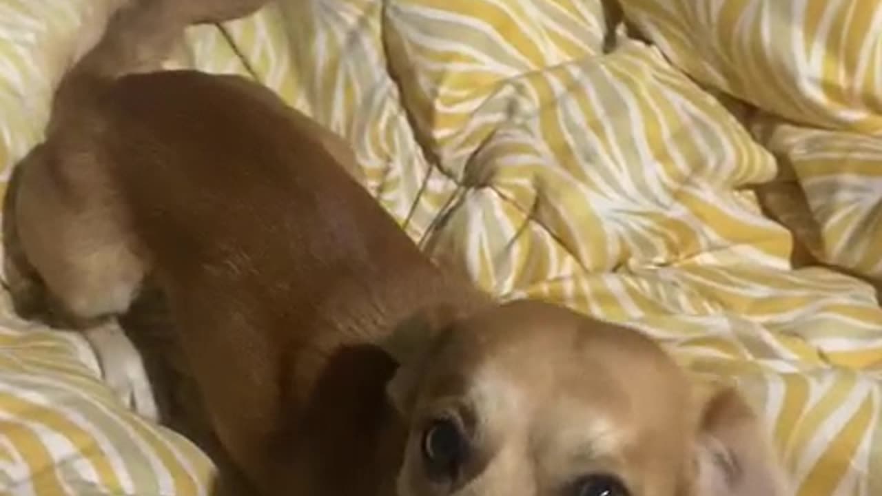 My Dog Won't Let Me Wake My Daughters Up