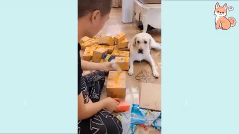 FUNNY DOGS! SMART DOGS! Let's laugh with dogs 😂😂