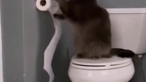 Cat funn