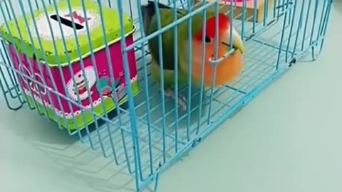 Funny Animals