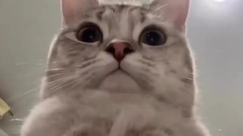 Funny animal videos - Funny cats _ dogs - Funny animals #youtube #youtubeshorts #ytshorts
