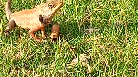 lizard in the garden on this morning,