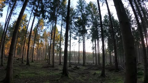 Walking through a woodland. GOPRO. 19TH Jan 2023