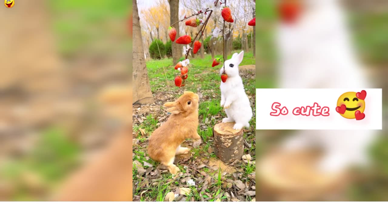 Cute rabbit eating banana and strawberry