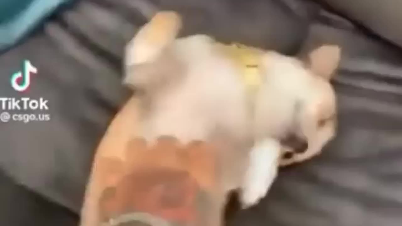 Cute and Funny Animal Video😂|| Funniest Viral Puppy Cat clips😹|| #shorts video #funny animals #cats