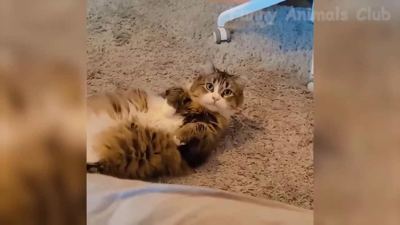 Fun with animals 😁#2023