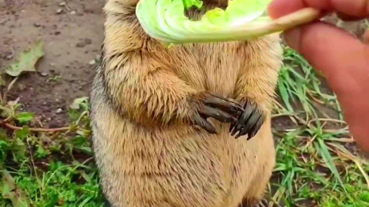 Cute Wild animal bobak marmot or prairie dog 100 marmot animal animals