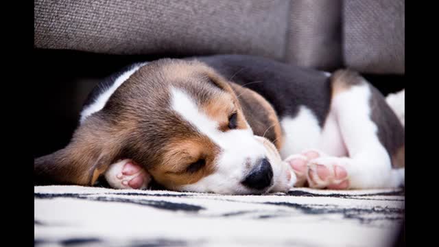 Why do dogs curl up while sleeping