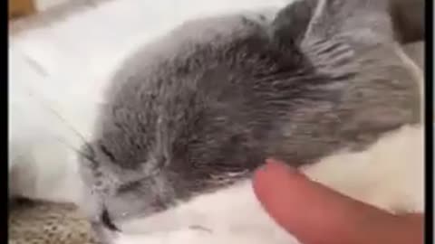 Best funny animal videos 🤣🤣🤣