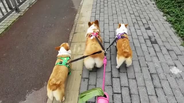 So funny cute ❤ dogs 🐶 and cats 🐱 part 3