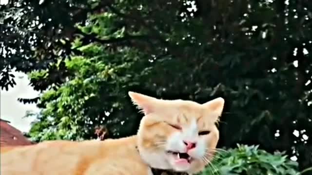 Funny Animal - Funny Cats Funny Animal Video