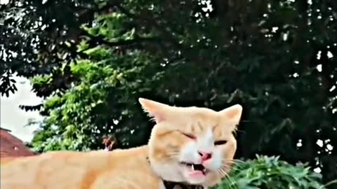 Funny Animal - Funny Cats Funny Animal Video