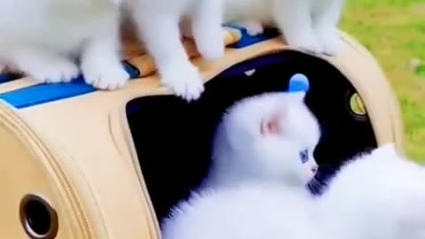 Funny cats